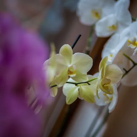 Bed and Breakfast Rene's Kerkrade