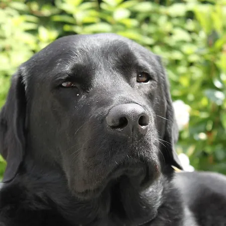 Bed and Breakfast Rene's 4*