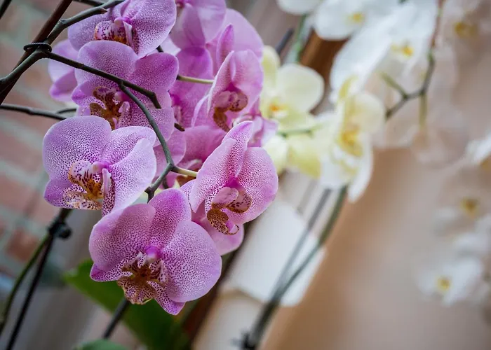 Rene's 4* كيركراد