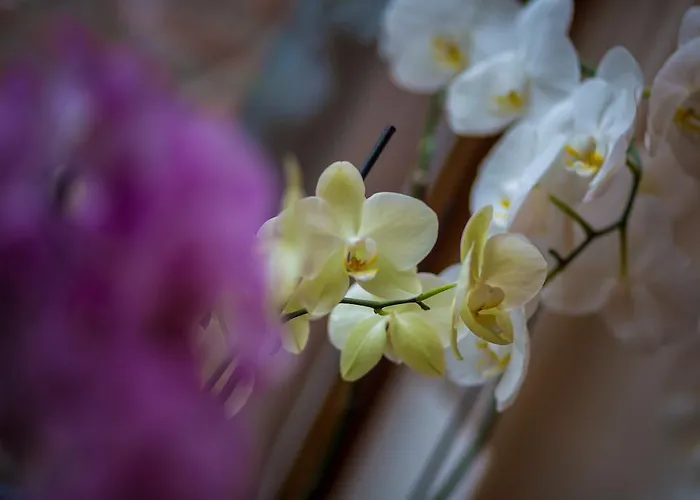 فندق مبيت وإفطار Rene's كيركراد