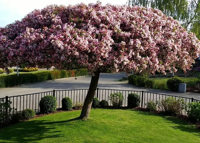 Rene's فندق مبيت وإفطار كيركراد