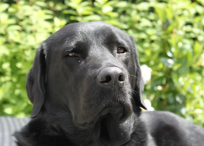 Bed & Breakfast Rene's 4*