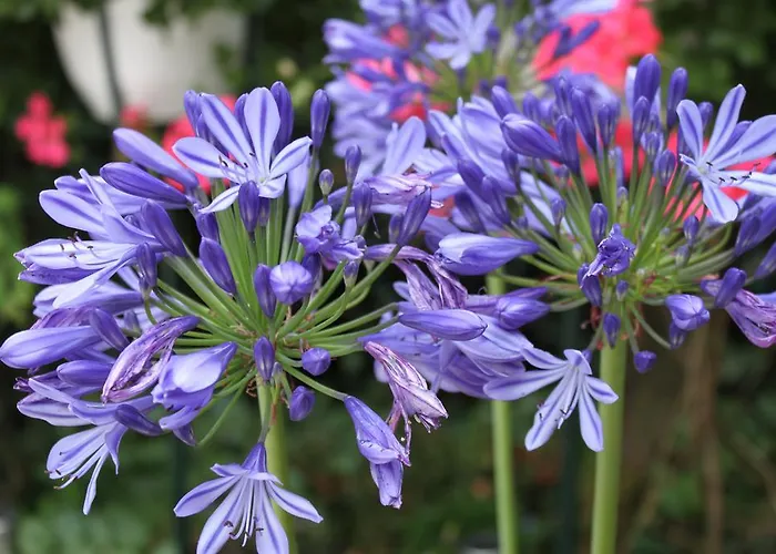 Bed & Breakfast Rene's 4*